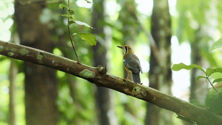 Election Season and Political Debate Strategies
