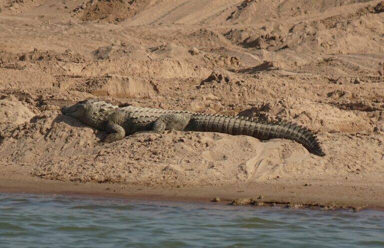 The Role of Political Lobbying in Shaping National Elections